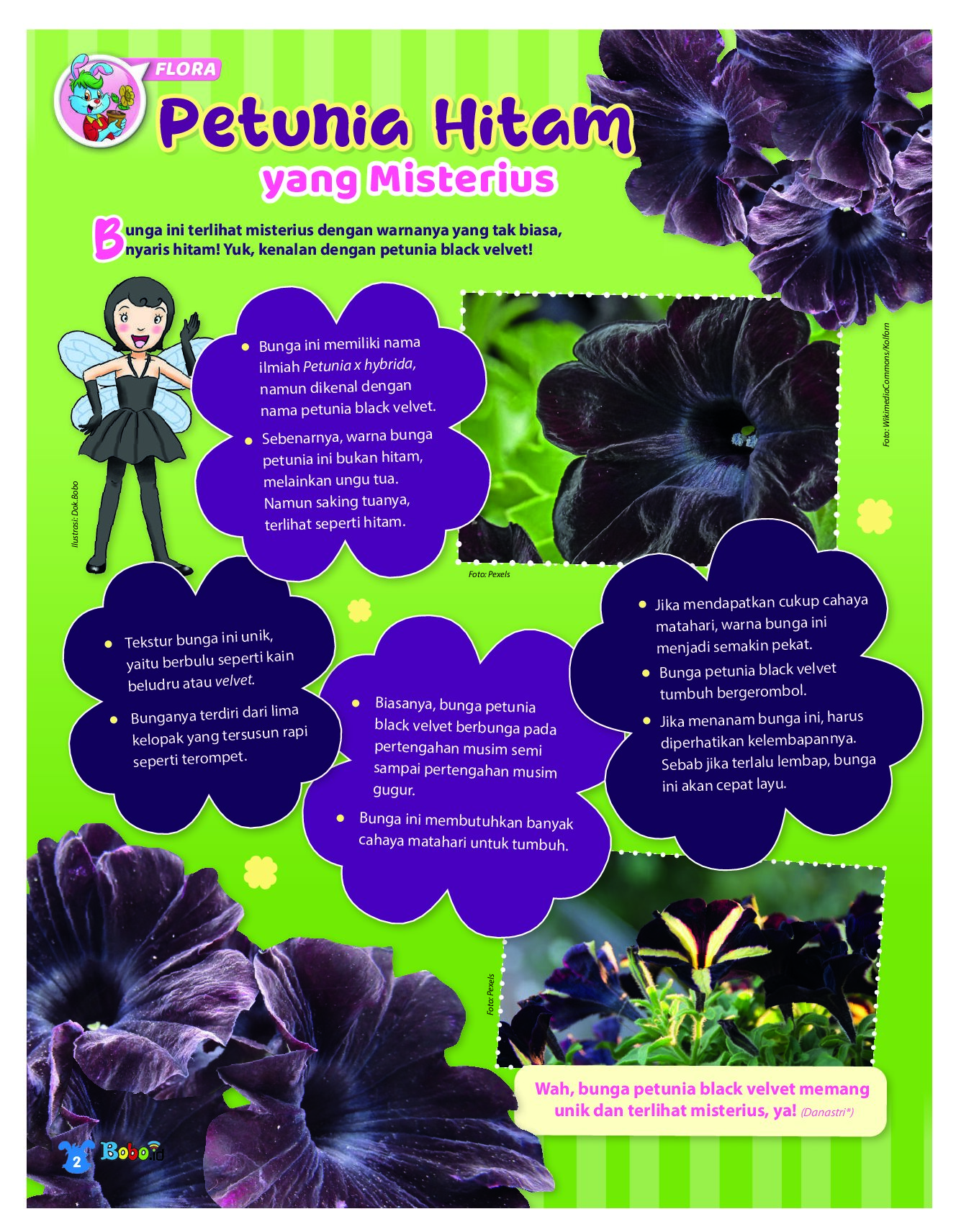 BOBO Page 1