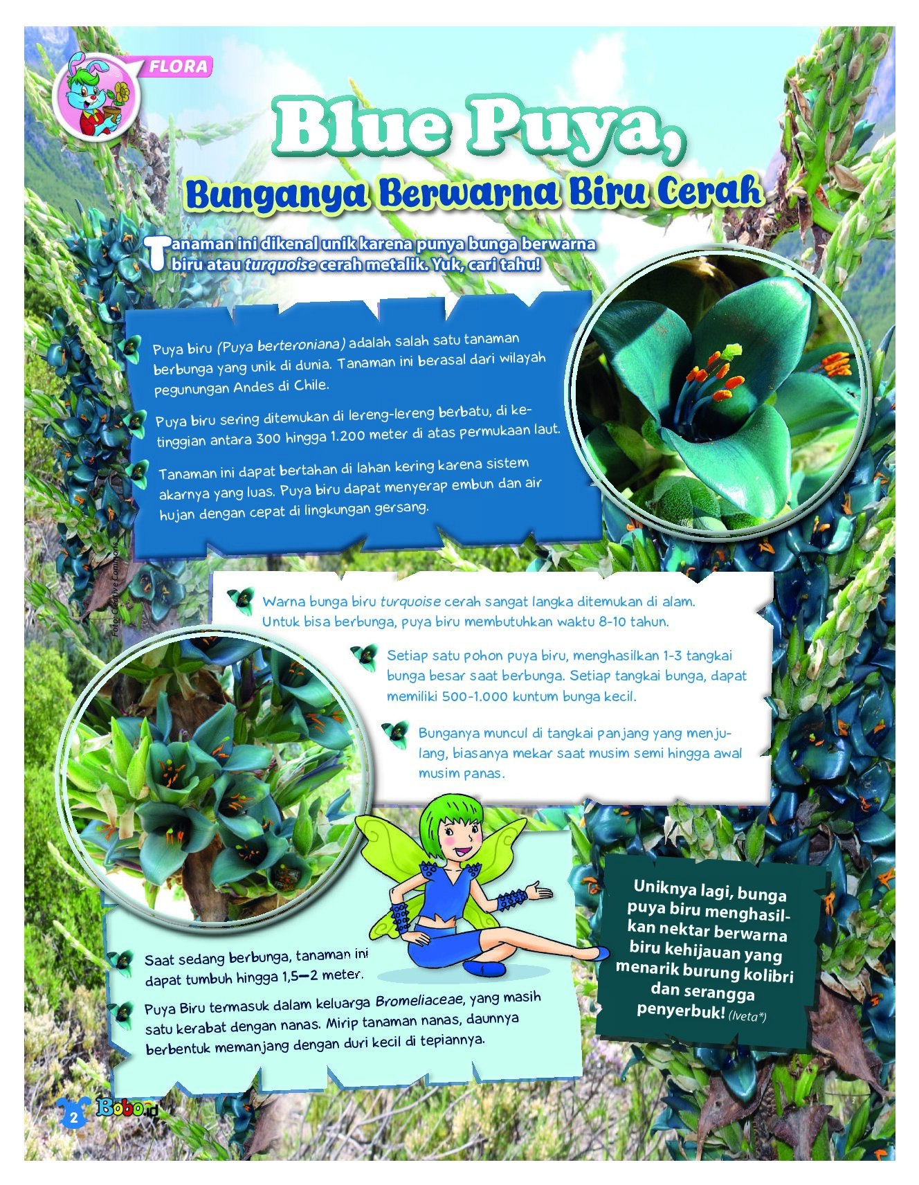 BOBO Page 1